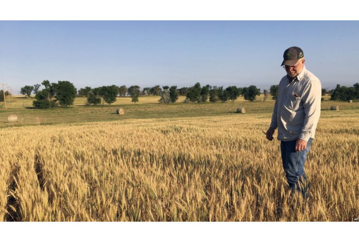 Syria buys 200,000 tons of Russian wheat and nine million tons
 procurement