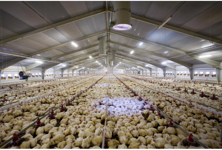 A new poultry meat production project
 procurement