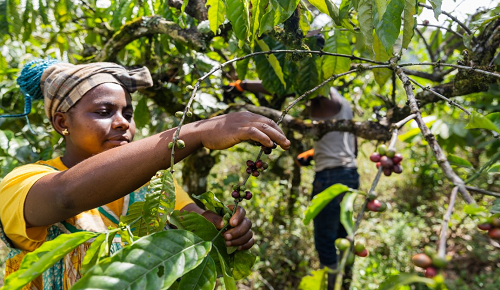 Eastern and Southern Africa Awards Mid-Term Evaluation Contract for Food Systems Resilience Program